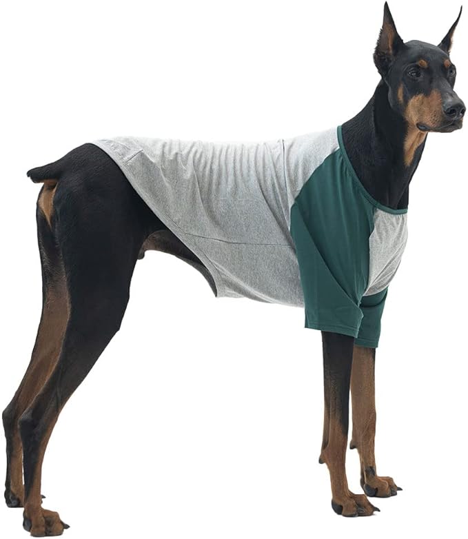 Dog Shirt for Small and Large Dogs - Raglan Cotton T-Shirt - Soft, Breathable - Gray/Green - 2X-Large