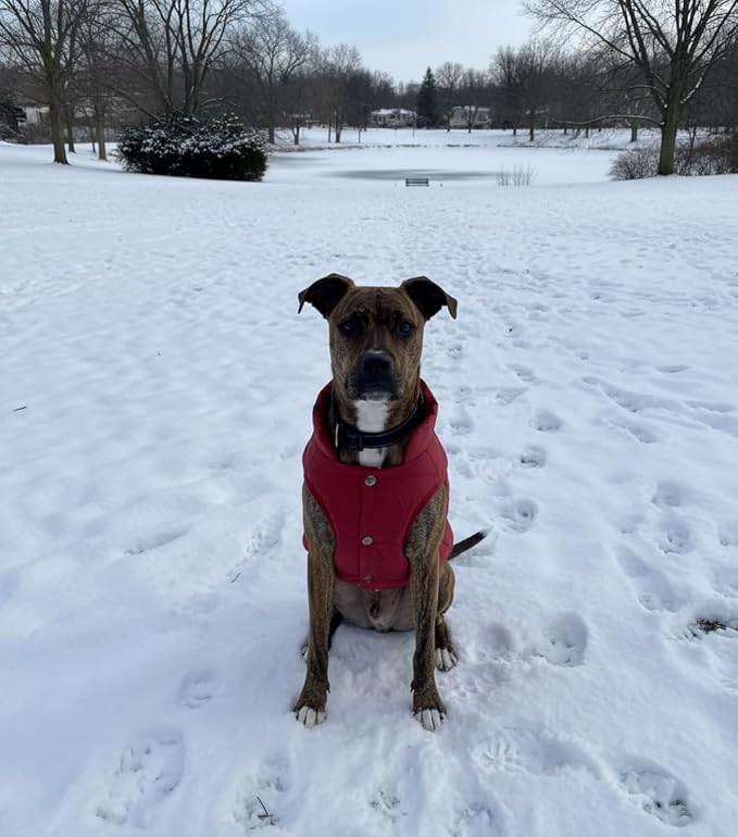 ASENKU Dog Winter Coat - Waterproof Windproof Dog Jacket, Warm Snowproof Doggie Puffer Vest for Cold Weather, Lightweight Snow Coats for Small Medium Large Dogs (2XL, Red)