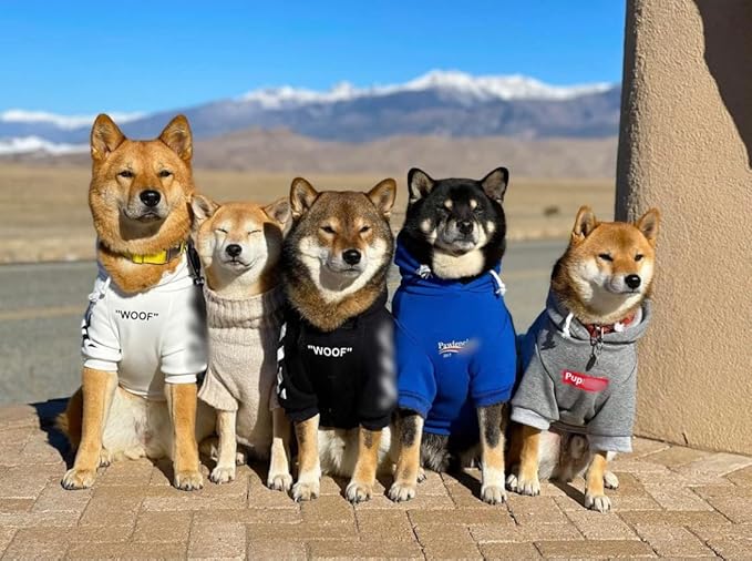 ChoChoCho Stylish Dog Hoodie Dog Clothes Streetwear Cotton Sweatshirt Fashion Outfit for Dogs Cats Puppy Small Medium Large (S, Black)