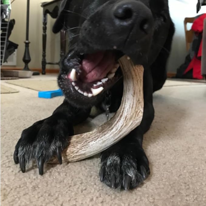 WhiteTail Naturals - Deer Antlers for Large Dogs - (1 Pack - Extra Large) - All Natural Dog Antler- Naturally Shed, Long Lasting Chew Bone, Crafted in USA for Aggressive Chewers