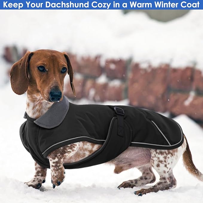 Windproof Waterproof Dog Coat for Dachshund -Black,XSmall- Miniature Dachshund Clothes, Small Dog Coat with Harness Built in, Reflective Dachshund Jacket with Buckle Closure