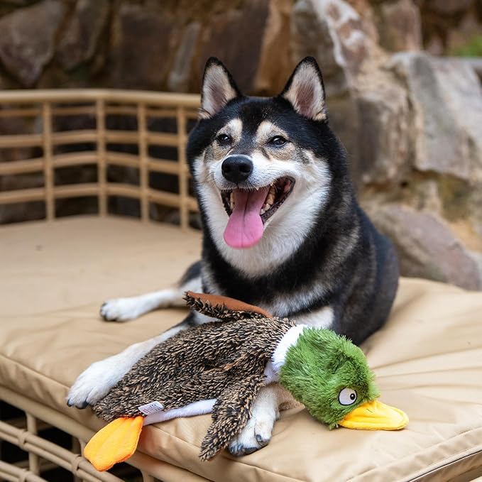 Best Pet Supplies Squeaky Dog Toys with Soft Durable Fabric for Small, Medium and Large Pets Interactive Toy for Indoor Play, Supports Active Biting and Play - 1Wild Duck, Pig, Medium