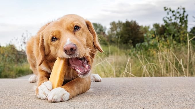 peaksNpaws Yak Cheese, High Protein, Himalayan Dogs Chews, Natural Dog Treats, Lactose Free, Long Lasting Dogs Treat for Aggressive Chewers Under 55 lbs 12 Large Chew Sticks