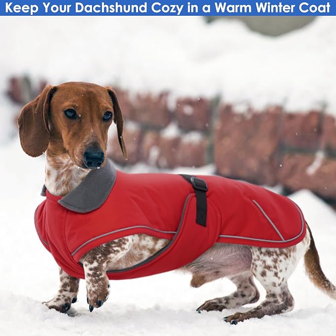 Dachshund Coat Warm Winter Dog Coat - Red, Medium - Dachshund Jacket with Fleece Lining, Waterproof Dog Coat Christmas Dachshund Snowsuit with Harness Hole and Adjustable Buckle Closure