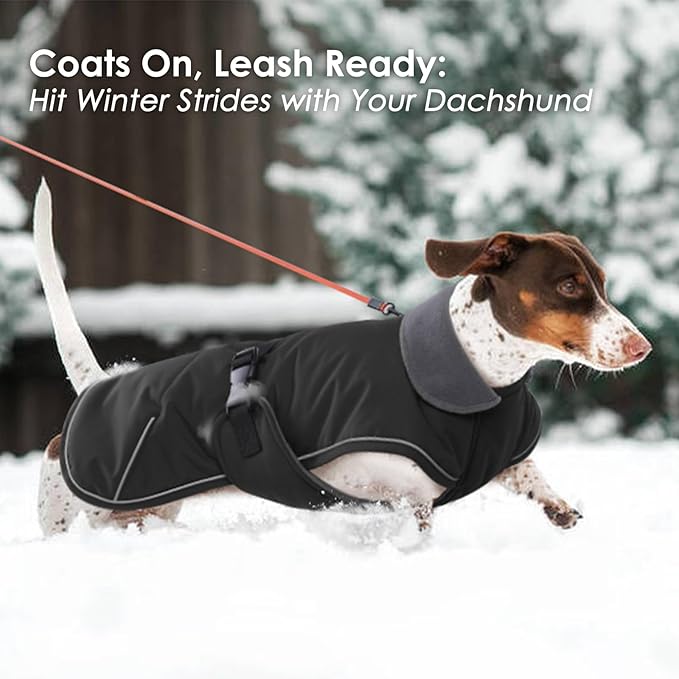 Windproof Waterproof Dog Coat for Dachshund -Black,XSmall- Miniature Dachshund Clothes, Small Dog Coat with Harness Built in, Reflective Dachshund Jacket with Buckle Closure