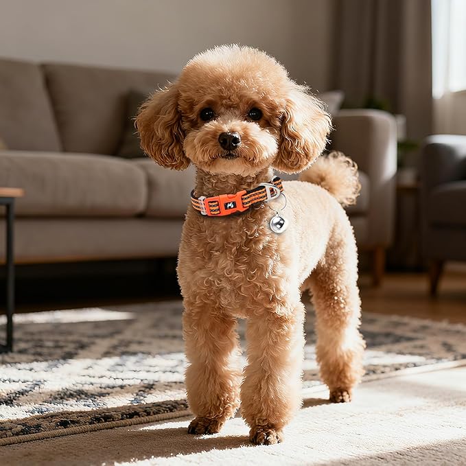 Adjustable Reflective XS/XXS Dog Collar with Bell - Nylon Puppy Collar for Chihuahua, Pomeranian, Small Dogs, Nighttime Safety, Orange XS