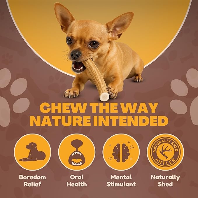 WhiteTail Naturals - Antlers for Small Dogs (6 Pack) Deer Antler Dog Chew Bones for Small Aggressive Chewers - Long Lasting Horn Chew Toys - Naturally Shed