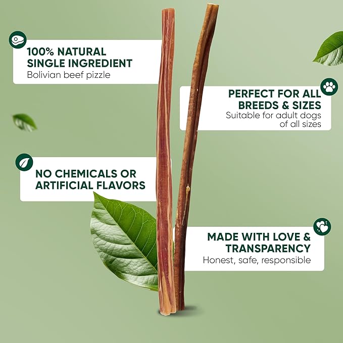 MASSTICK Bully Sticks for Dogs 12 Inch – Extra Thick, Long Lasting, Odor Free Beef Dog Chew Sticks – All Natural, Fully Digestible Treats for Small & Large Dogs – 8oz Bag