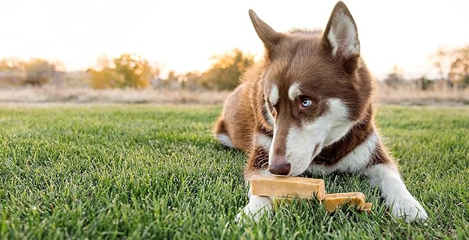 peaksNpaws Yak Cheese, High Protein, Himalayan Dogs Chews, Natural Dog Treats, Lactose Free, Long Lasting Dogs Treat for Aggressive Chewers Under 55 lbs 12 Large Chew Sticks