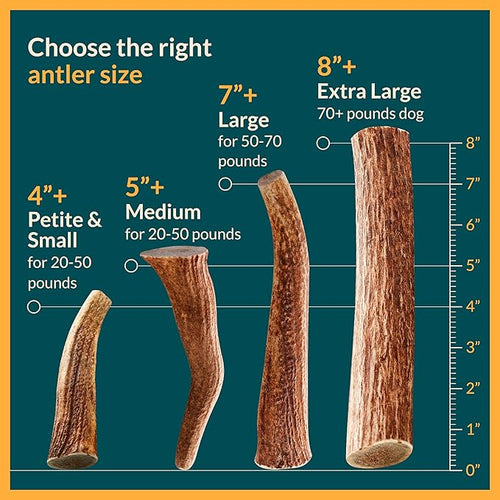 100% Natural - Antlers For Dogs - Elk Antlers for Very Large Dogs - Naturally Shed in USA - Grade A Dog Antler Chews - Dog Chews - Natural, Long-Lasting Treats for Aggressive Chewers - Extra Large