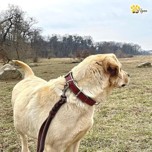 ADITYNA Heavy-Duty Leather Dog Collar for Medium Dogs - Soft Padded for Comfort - Medium Dog Collar for Walking, Training, and Hiking