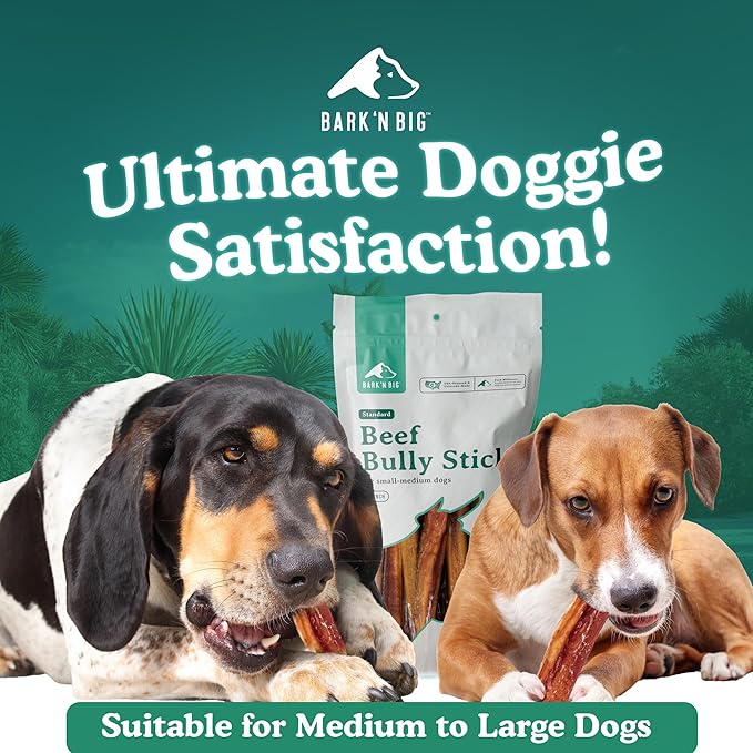 BARK'N BIG 12 Inch Odor Free Bully Sticks for Dogs Made in USA - Single Ingredient Dog Chew - Premium Pizzle Sticks - Beef Pizzles for Large Breeds - 8 Count