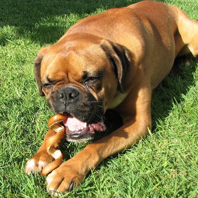 Pawstruck All-Natural 6" Bully Stick Springs for Dogs - Fun, Challenging, Rawhide-Free, 100% Beef, Single Ingredient Chew Bones - Fully Digestible, Low Odor - 3 Pack - Packaging May Vary