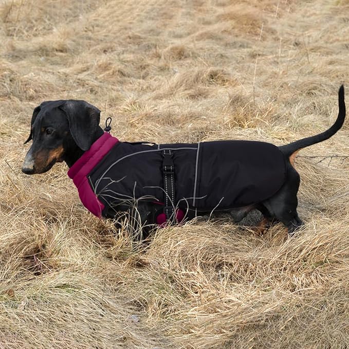 Lelepet Dachshund Coat Warm Dog Winter Coat Waterproof Dog Jacket with Fleece Lining, Reflective Outdoor Dachshund Snowsuit with Leash Hole Adjustable Neckline,Coats for Small Medium Dogs,Purple, M