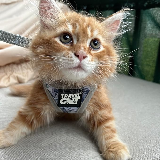Travel Cat Harness and Leash Set - Adjustable Fit Mesh Cat Harness and Reflective Strap - Comfort Walking Vest for Kitten for Outdoor Walking, Hiking (Extra Small, Cashcat)