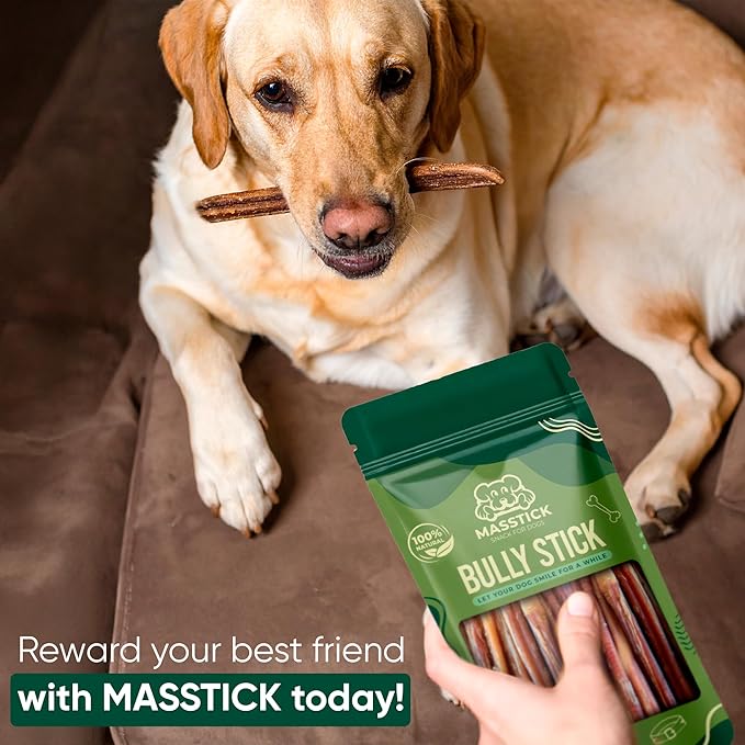 MASSTICK Bully Sticks for Dogs 6 Inch – Extra Thick, Long Lasting, Odor Free Beef Dog Chew Sticks – All Natural, Fully Digestible Treats for Small & Large Dogs – 8oz Bag