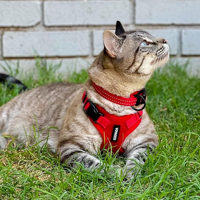 Voyager Step-in Lock Adjustable Cat Harness w. Cat Leash Combo Set with Neoprene Handle 5ft - Supports Small, Medium and Large Breed Cats by Best Pet Supplies - Red, XS