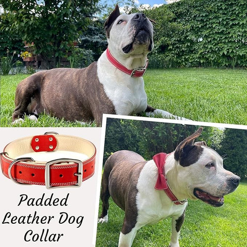 ADITYNA Heavy-Duty Leather Dog Collar for Large Dogs - Soft Padded for Comfort - Red Dog Collar for Walking, Training, and Hiking