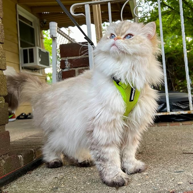 Voyager Step-in Lock Adjustable Cat Harness w. Cat Leash Combo Set with Neoprene Handle 5ft - Supports Small, Medium and Large Breed Cats by Best Pet Supplies - Lime Green, XS