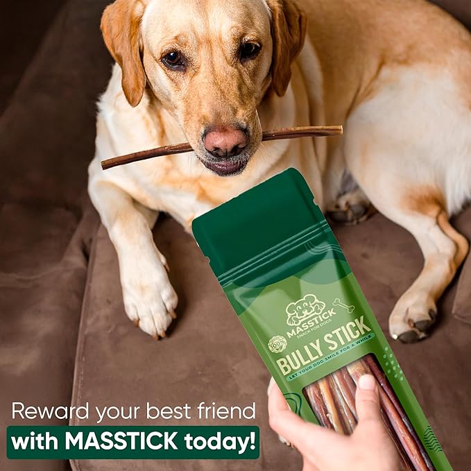 MASSTICK Bully Sticks for Dogs 12 Inch – Extra Thick, Long Lasting, Odor Free Beef Dog Chew Sticks – All Natural, Fully Digestible Treats for Small & Large Dogs – 8oz Bag