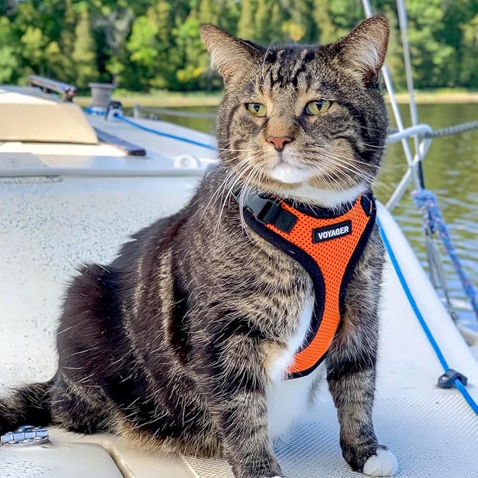 Voyager Step-in Lock Adjustable Cat Harness w. Cat Leash Combo Set with Neoprene Handle 5ft - Supports Small, Medium and Large Breed Cats by Best Pet Supplies - Orange/Black Trim, XS
