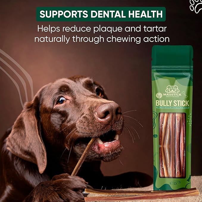 MASSTICK Bully Sticks for Dogs 12 Inch – Extra Thick, Long Lasting, Odor Free Beef Dog Chew Sticks – All Natural, Fully Digestible Treats for Small & Large Dogs – 8oz Bag