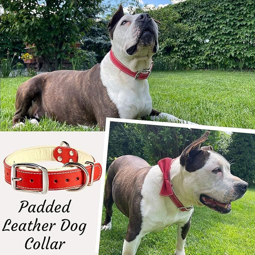 ADITYNA Heavy-Duty Leather Dog Collar for Medium Dogs - Soft Padded for Comfort - Red Dog Collar for Walking, Training, and Hiking