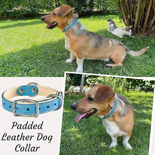 ADITYNA Heavy-Duty Leather Dog Collar for Small Dogs - Soft Padded for Comfort - Blue Dog Collar for Walking, Training, and Hiking