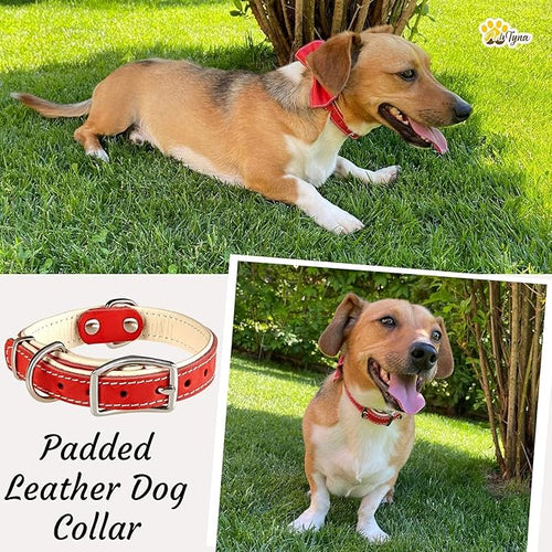 ADITYNA Heavy-Duty Leather Dog Collar for Small Dogs - Soft Padded for Comfort - Small Dog Collar for Walking, Training, and Hiking